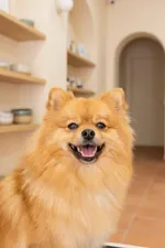 Peluquería canina PeluquearTe en Algirós, València