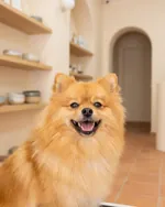 Peluquería canina PeluquearTe en Algirós, València